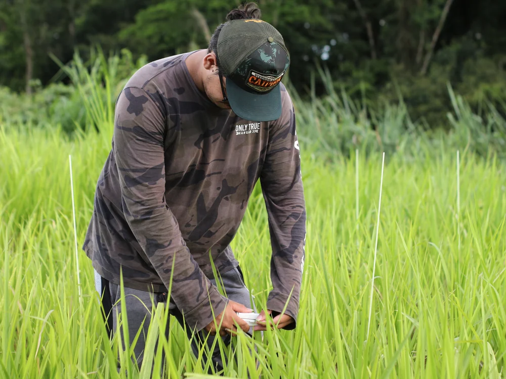 Farmer inspecting the health of a productive field crop