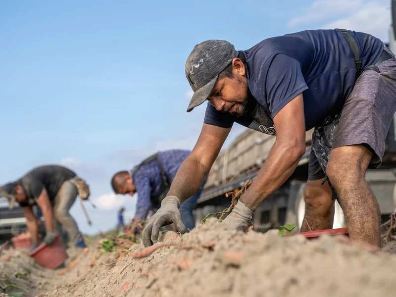 Agricultural team carrying out seasonal crop work together