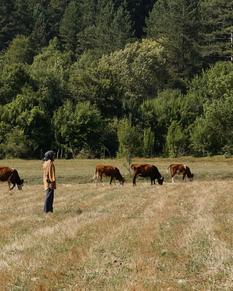 Farm manager inspecting cattle grazing on open pasture