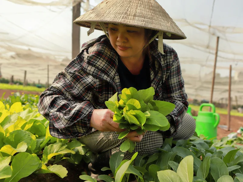 Commercial horticultural worker harvesting leafy crops