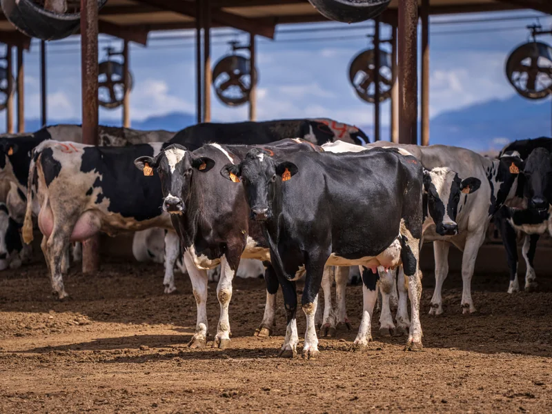 Dairy cattle in a clean modern farm environment
