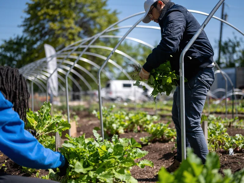 Agricultural workers tending a productive vegetable crop