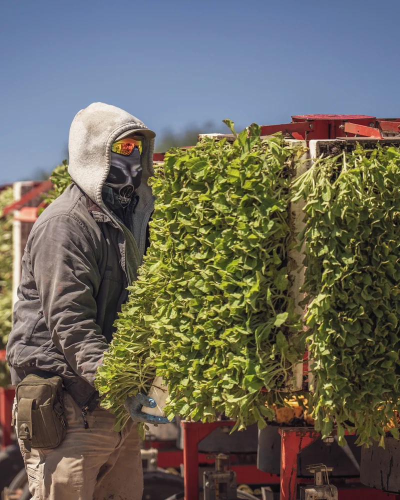 Agricultural worker operating crop-handling machinery in the field