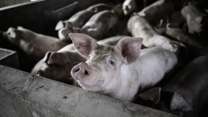 Pigs in a professionally managed farm building