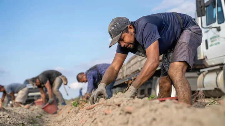 Farm workers carrying out seasonal field work