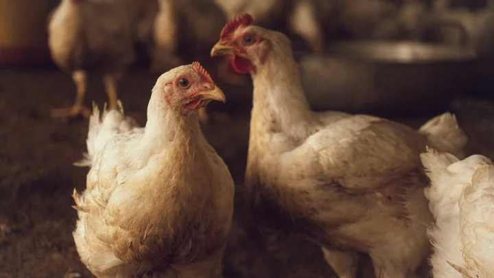 Healthy poultry in a naturally lit farm building